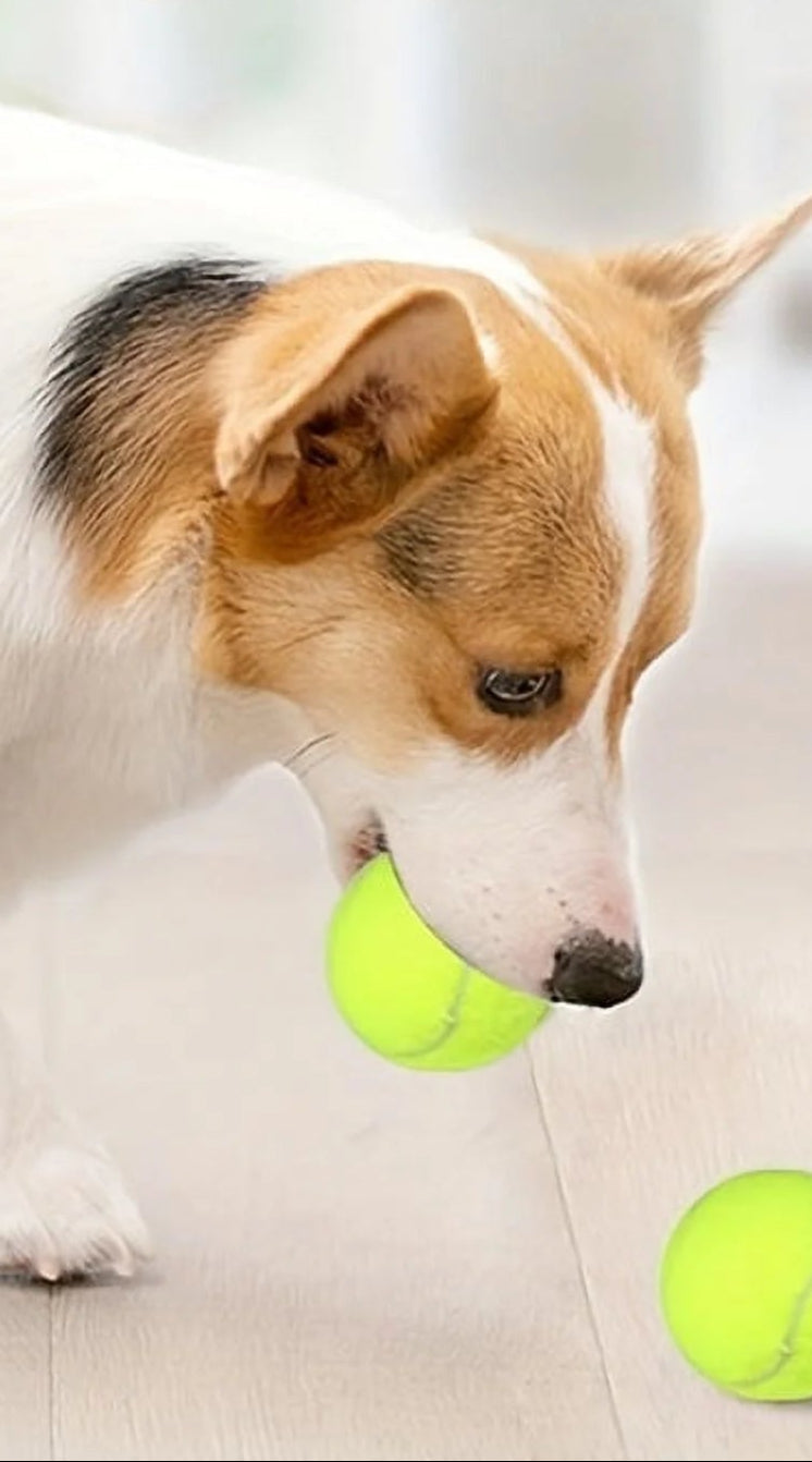 ZoomFetch